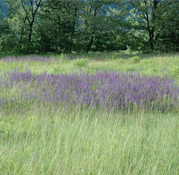 Wiesen-Salbei