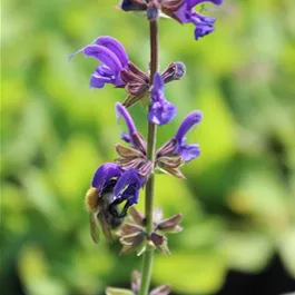 Rewisa Salvia pratensis