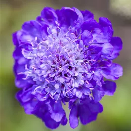 Rewisa Scabiosa columbaria