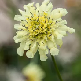 Rewisa Scabiosa ochroleuca