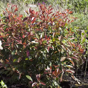 Photinia fraseri Red Robin