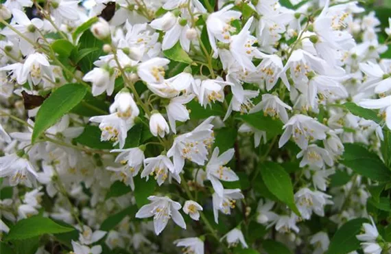 Deutzia gracilis