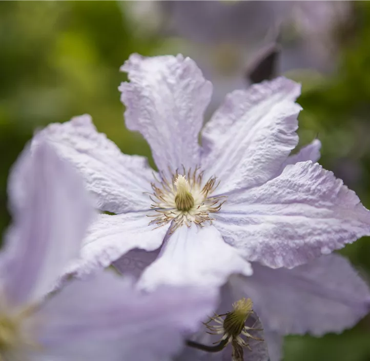 Italienische Waldrebe 'Blue Angel'