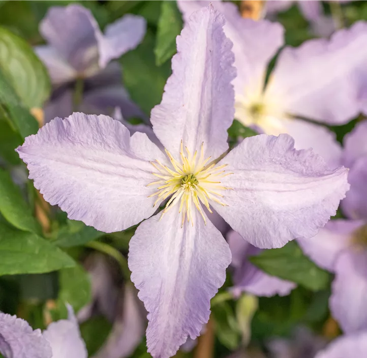 Italienische Waldrebe 'Blue Angel'