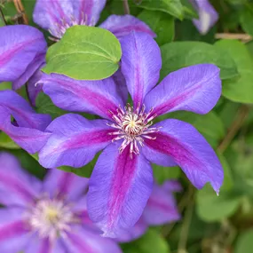 Clematis Mrs N Thompson