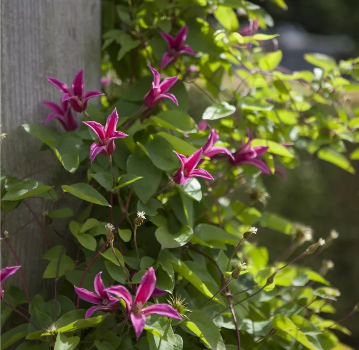 Texas-Waldrebe 'Princess Diana'