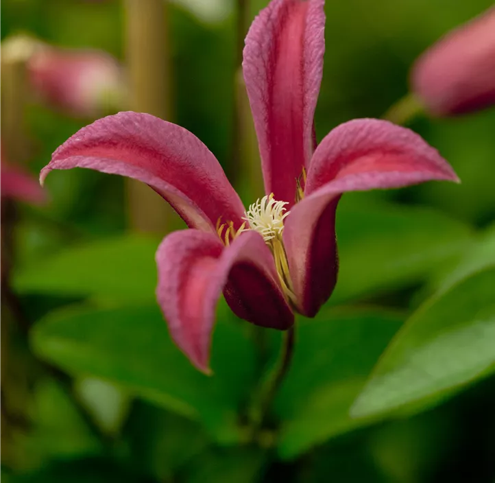 Texas-Waldrebe 'Princess Diana'