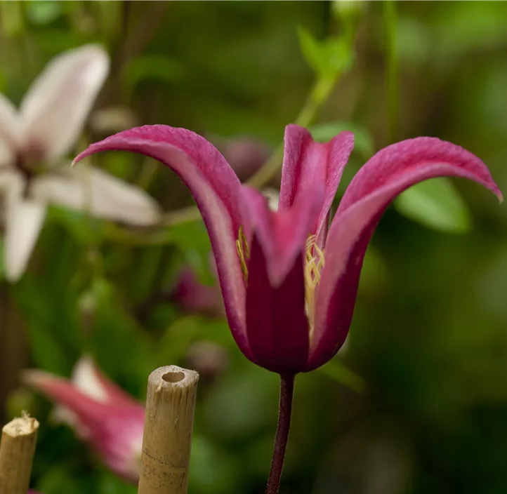 Texas-Waldrebe 'Princess Diana'