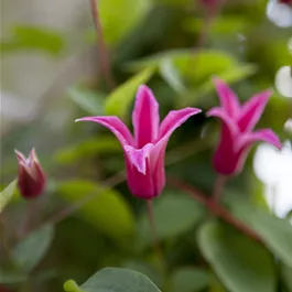 Clematis Princess Diana