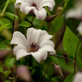 Clematis Princess Kate