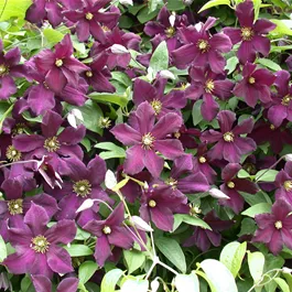 Clematis Romantika