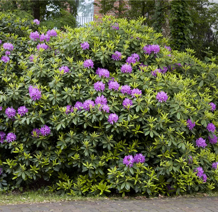 Catawba-Rhododendron 'Grandiflorum'