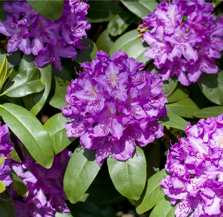 Catawba-Rhododendron 'Grandiflorum'