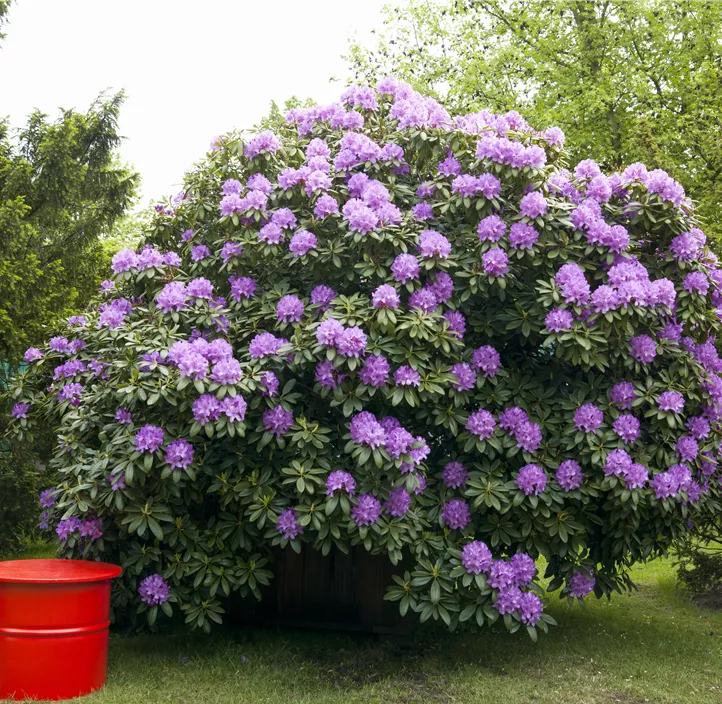 Catawba-Rhododendron 'Grandiflorum'