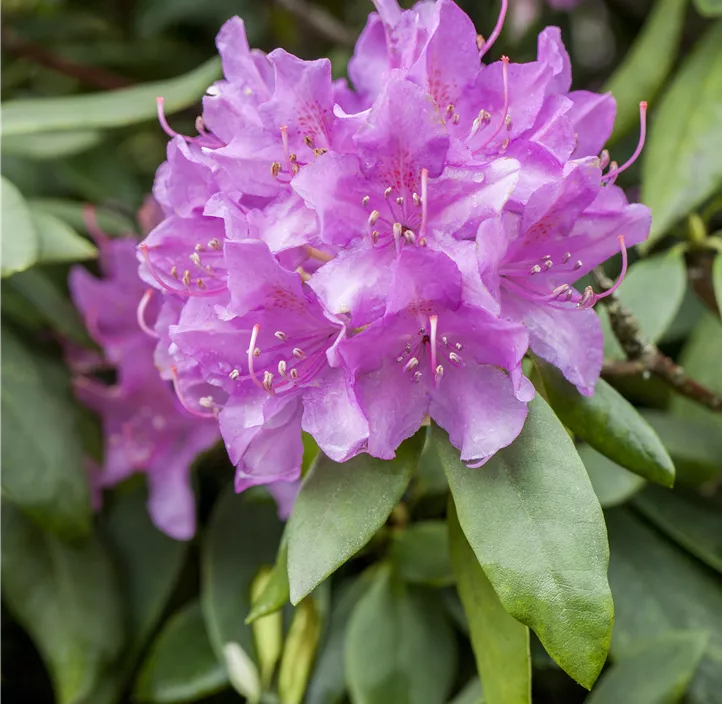 Catawba-Rhododendron 'Grandiflorum'