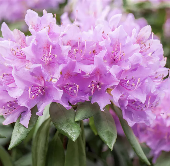 Catawba-Rhododendron 'Grandiflorum'