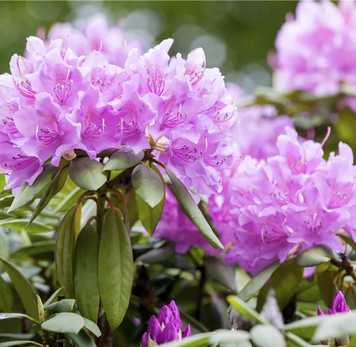 Catawba-Rhododendron 'Grandiflorum'