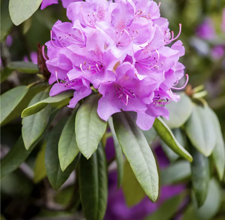 Catawba-Rhododendron 'Grandiflorum'