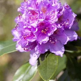 Rhododendron Catawbiense grandiflorum