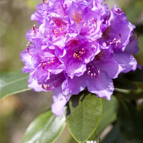 Rhododendron Catawbiense grandiflorum