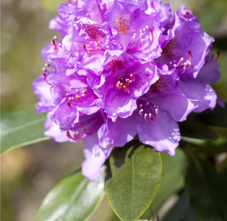 Catawba-Rhododendron 'Grandiflorum'