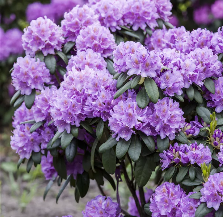 Catawba-Rhododendron 'Grandiflorum'