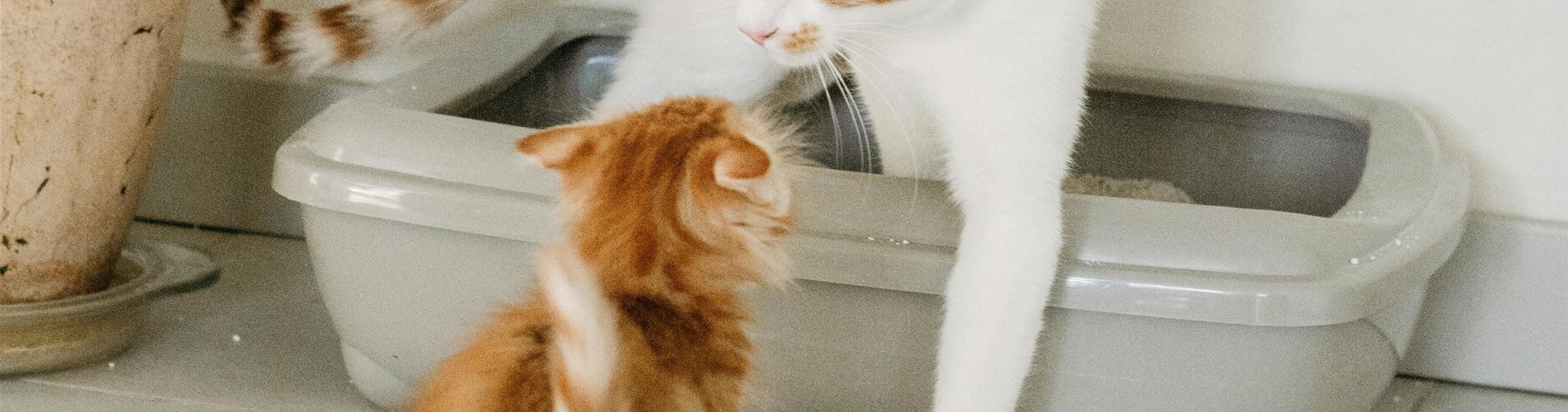 Katzentoilette, Katzenklo pexels-nadiye-odabasi-3668408-13705506-0-2560-4000-2250 Katzentoilette, Katzenklo pexels-nadiye-odabasi-3668408-13705506-0-2560-4000-2250