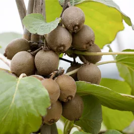 Actinidia deliciosa Jenny