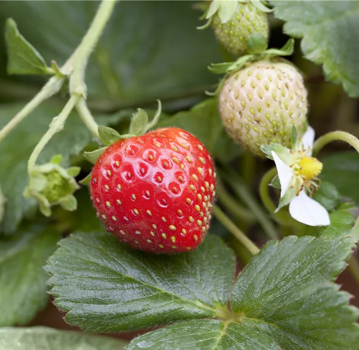 Garten-Erdbeere