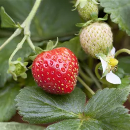 Fragaria ananassa Mieze Schindler einmaltragend