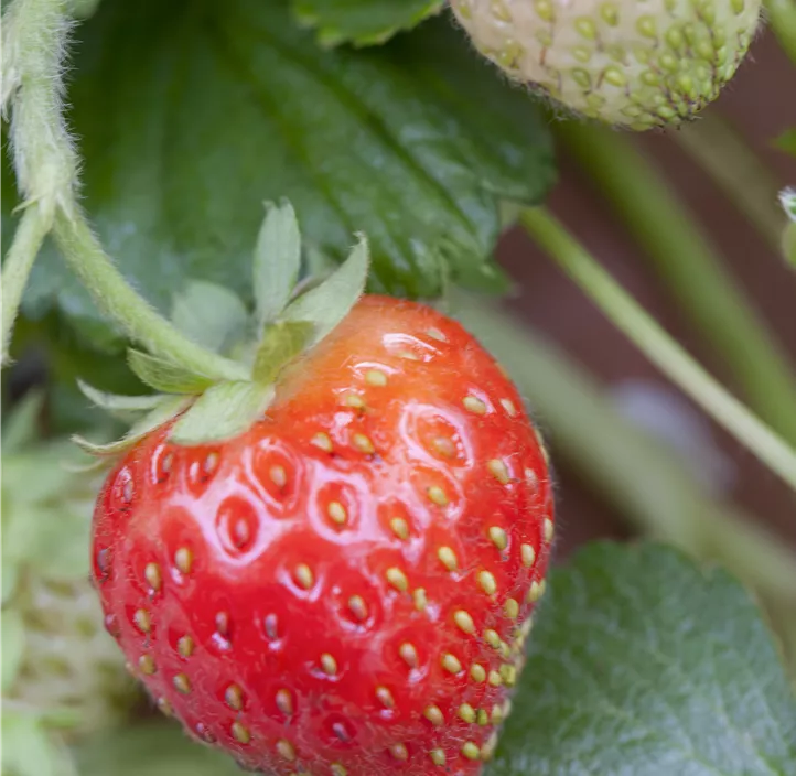 Garten-Erdbeere