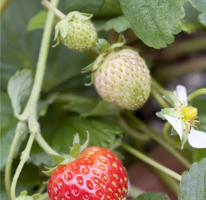 Garten-Erdbeere