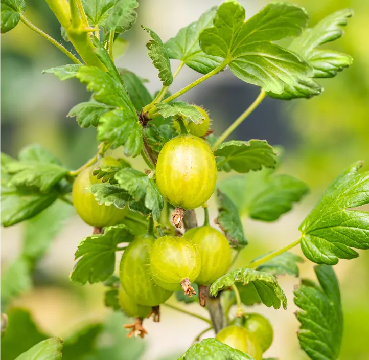 Stachelbeere 'Hinnonmäki'