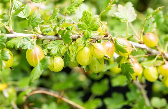 Ribes (Stachelbeere) 'Invicta'