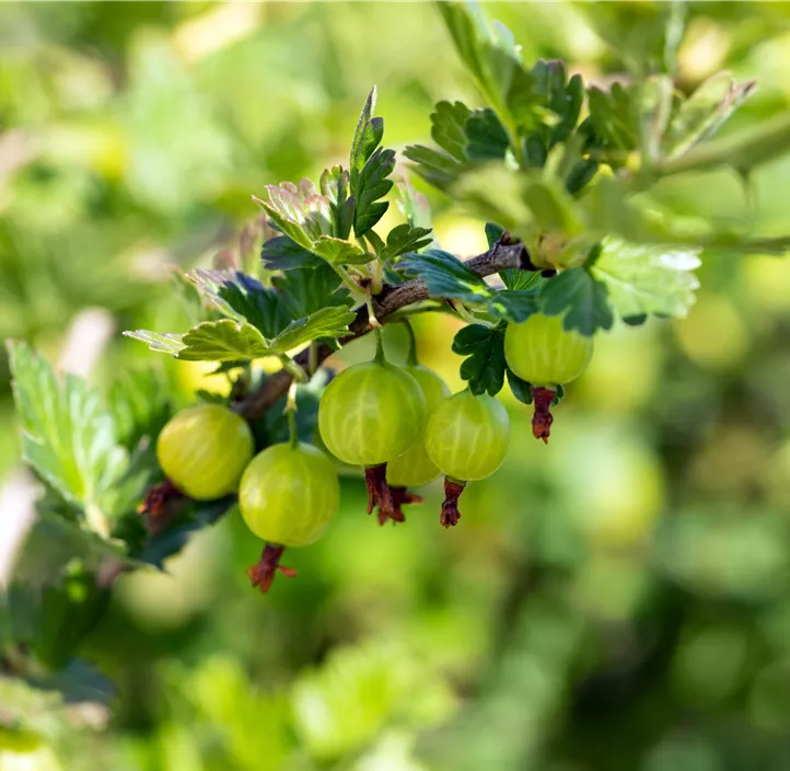 Stachelbeere 'Mucurines'