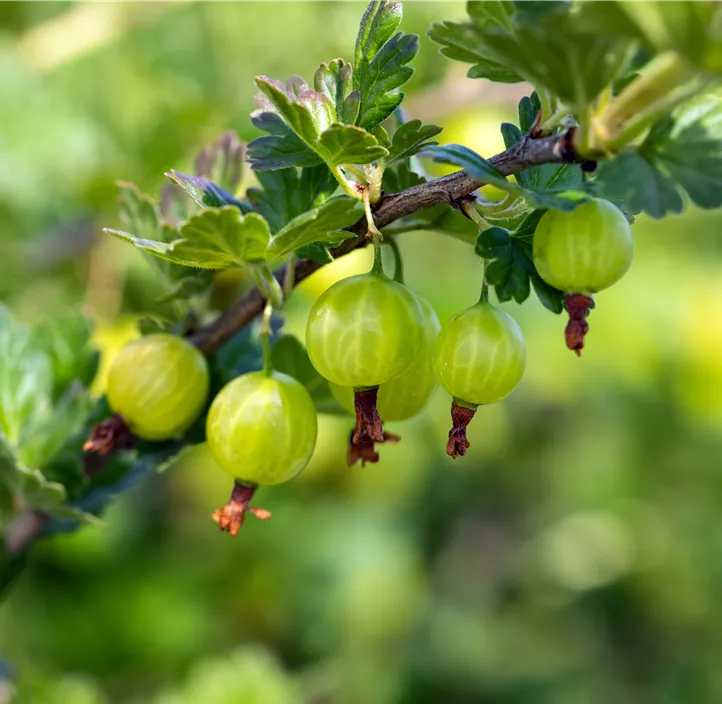 Stachelbeere 'Mucurines'