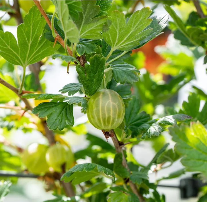 Stachelbeere 'Mucurines'