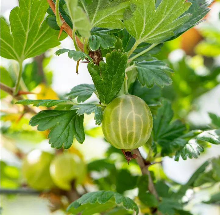 Stachelbeere 'Mucurines'