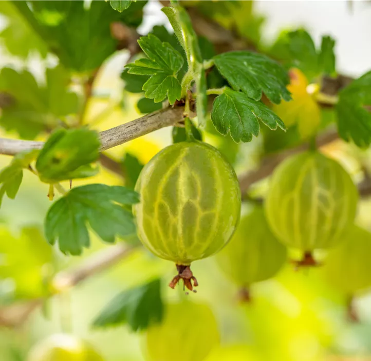 Stachelbeere 'Mucurines'