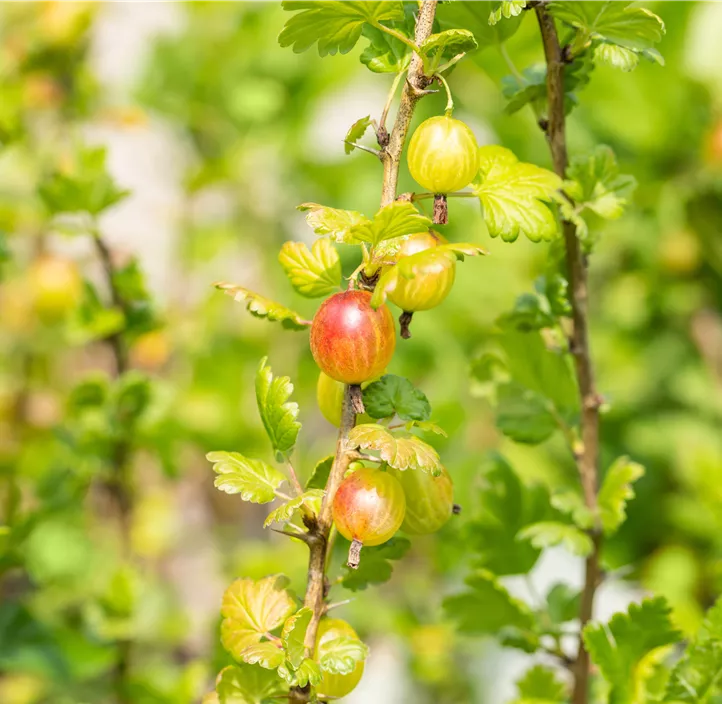 Stachelbeere 'Mucurines'