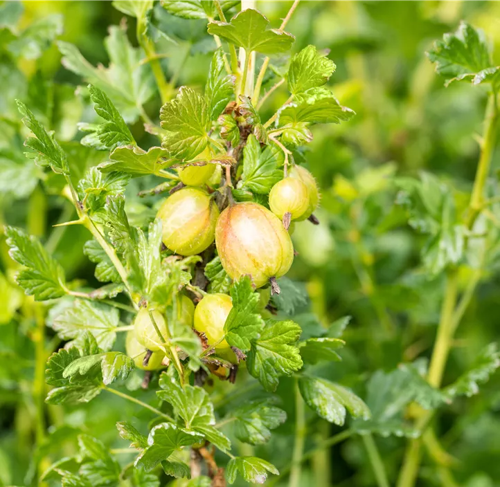 Stachelbeere 'Mucurines'