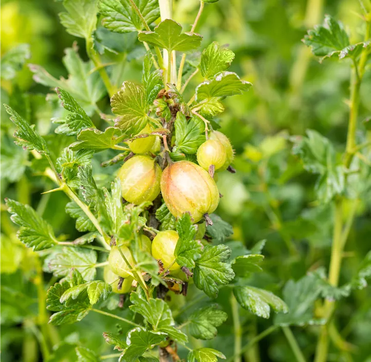 Stachelbeere 'Mucurines'