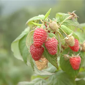 Rubus fruticosus Tayberry