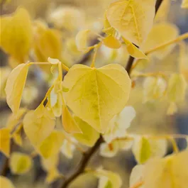 Cercis canadensis The Rising Sun