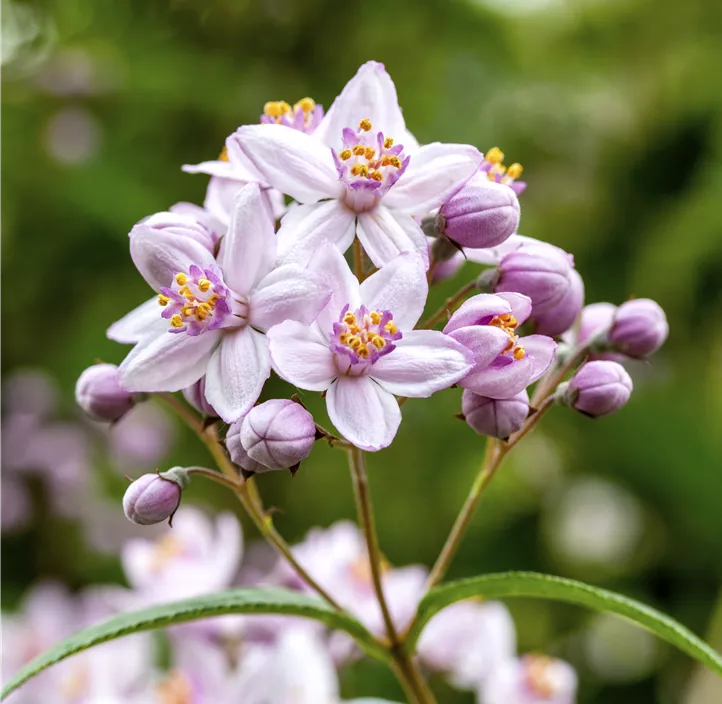 Rosendeutzie 'Mont Rose'