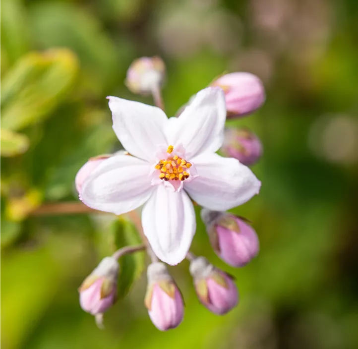 Rosendeutzie 'Mont Rose'