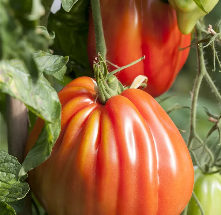 Tomate 'Ochsenherz'