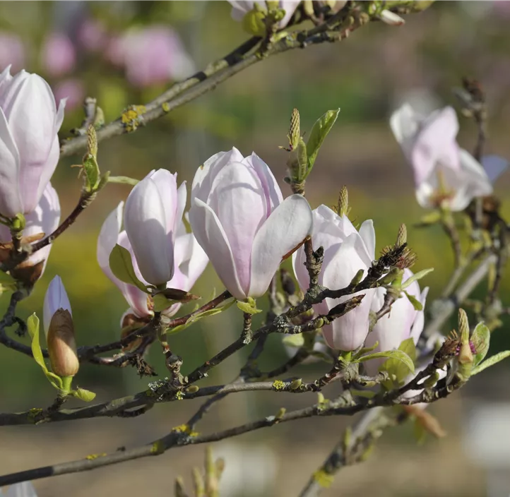 Tulpenmagnolie 'Alexandrina'