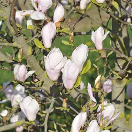 Magnolia soulangeana Alexandrina