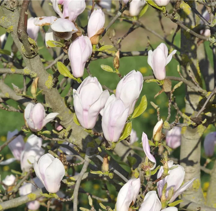 Tulpenmagnolie 'Alexandrina'